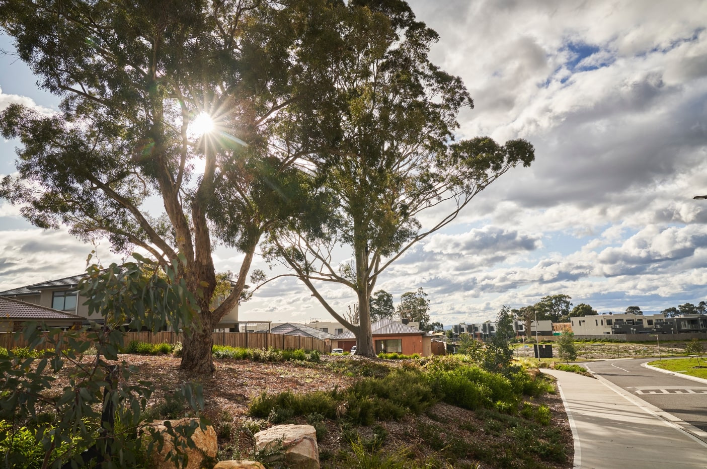 Photo of tall gum tree which stand in front of newly built home designs at Canopy Estate in Cranbourne