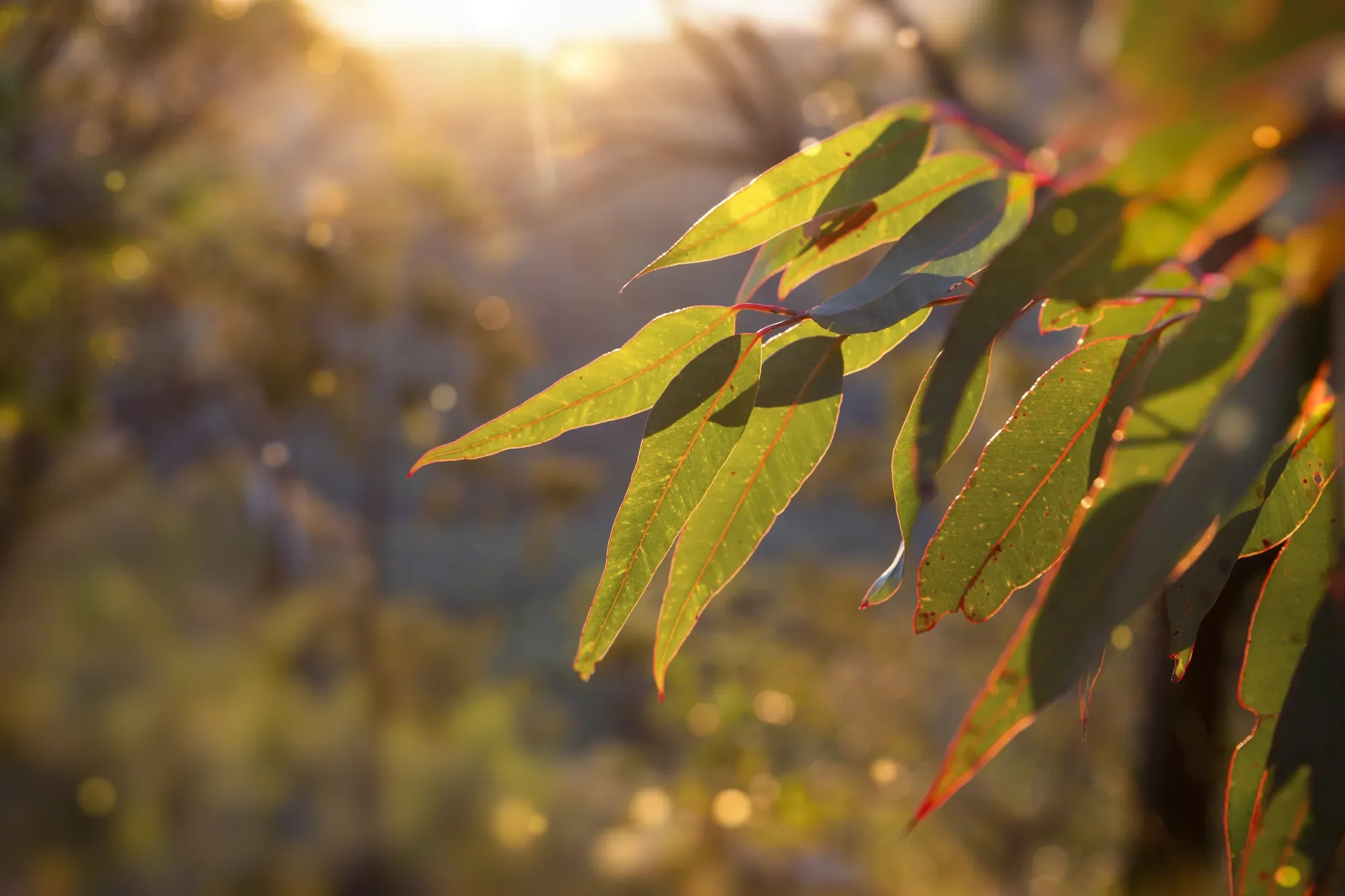 Feature image